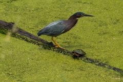 2023-Birds-4