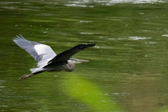 2023-Birds-6