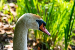 2023-Birds-10