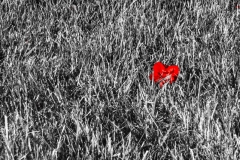 2023.12.13-A-Study-in-Scarlet-Solitude-02