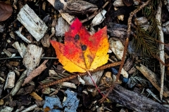 2023.12.14-Nature-Gallery-11