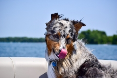 Pet-Portfolio-03