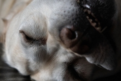 Pet-Portfolio-06