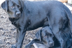 Pet-Portfolio-08